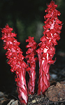 Snow plants.